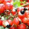 Guarana extract - ProSlim Active Composition